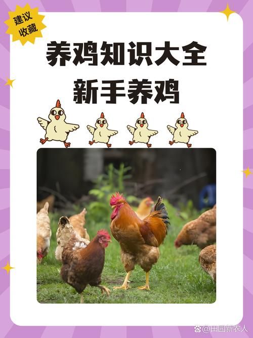 小鸡游戏游戏介绍怎么玩？这份新手必看攻略带你上手！
