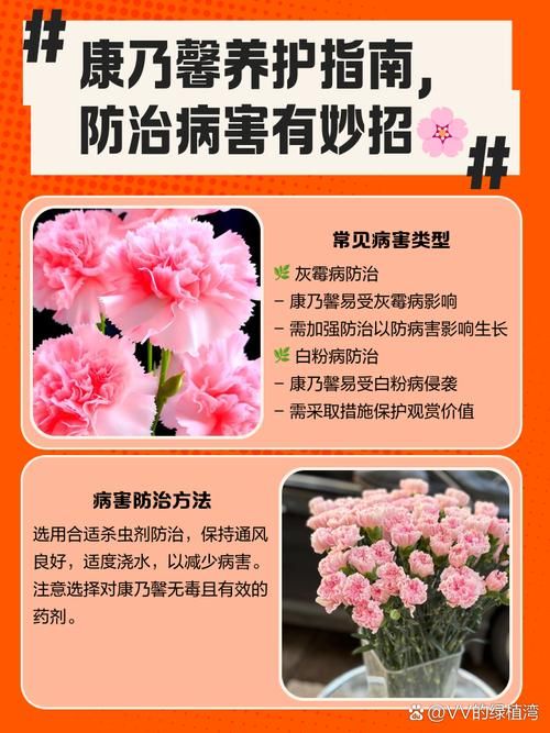 康乃馨俱乐部官方网站常见问题解答？实用技巧帮你一次搞定！