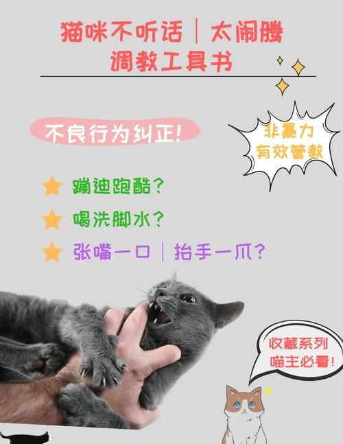 当你的猫咪在哪下载怎么安装？完整教程一步步教你搞定！