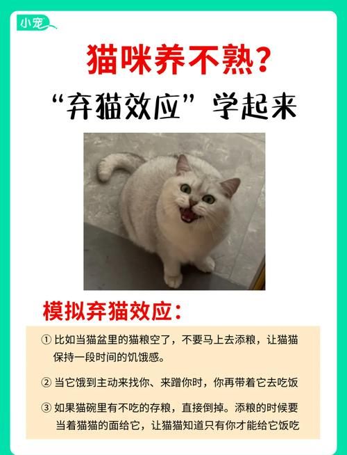 当你的猫咪如何下载效果差？五个小技巧提升下载速度快