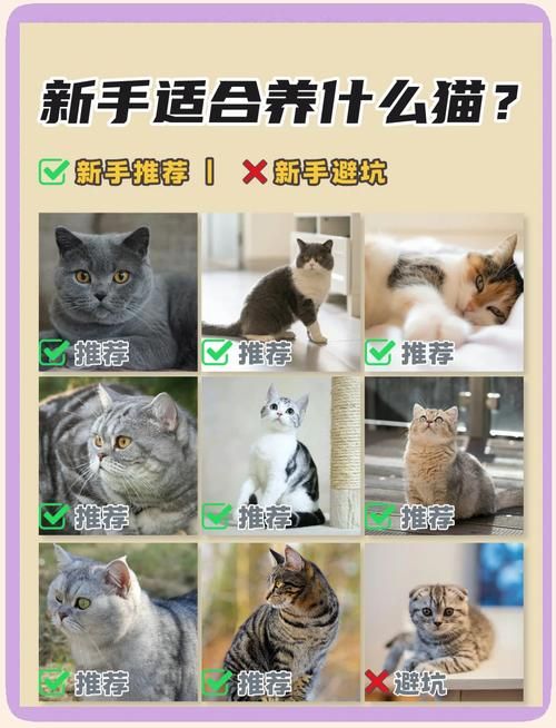 当你的猫咪安卓免费吗？亲测五款实用工具推荐