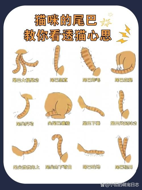 当你的猫咪安卓版汉化好玩吗?与原版对比体验全解析 当你的猫咪安卓版汉化好玩吗?与原版对比体验全解析