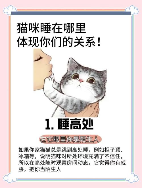 当你的猫咪官方正式版下载最新版有啥功能？体验最新互动玩法