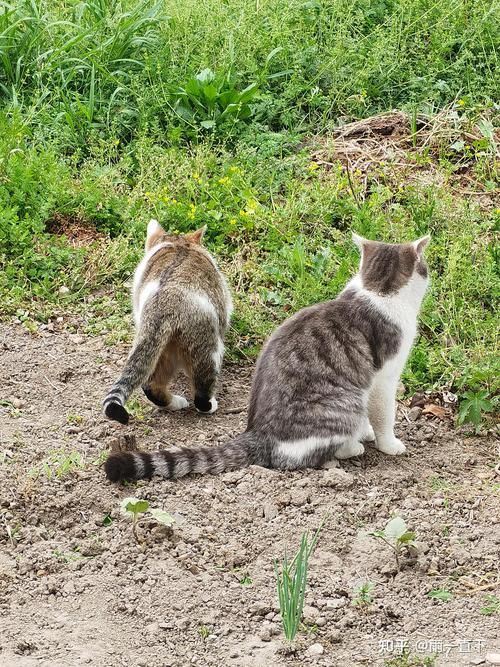 当你的猫咪官方正式版下载最新版有啥功能？体验最新互动玩法