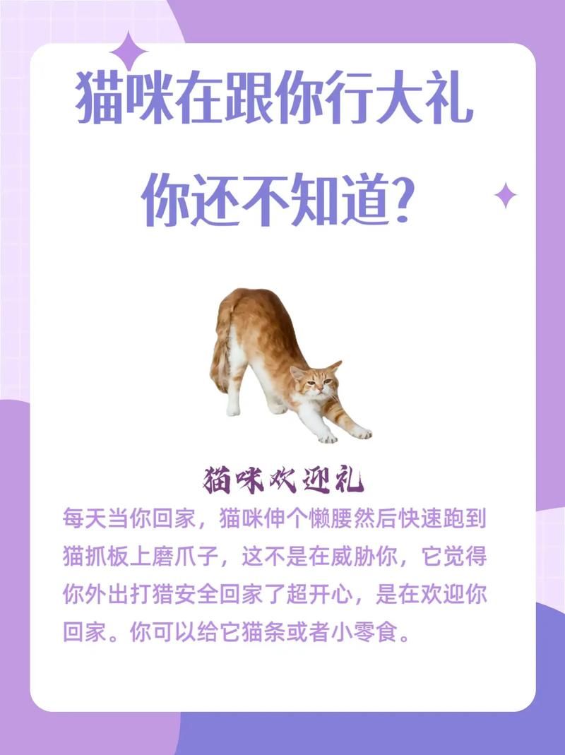 当你的猫咪官方网站怎么使用？新手速成攻略全分享！