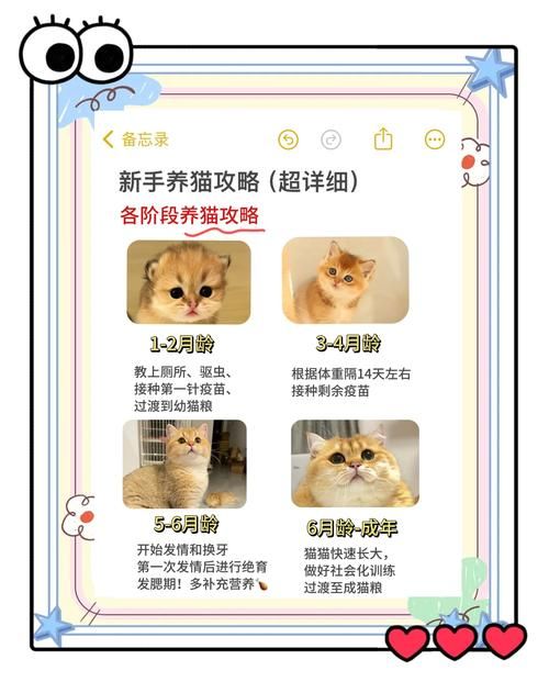 当你的猫咪官网优化技巧?三个秘诀提升网站排名! 当你的猫咪官网优化技巧?三个秘诀提升网站排名!