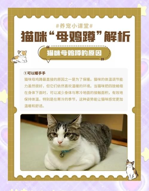 当你的猫咪最新变化怎么解决(专业兽医答疑攻略)