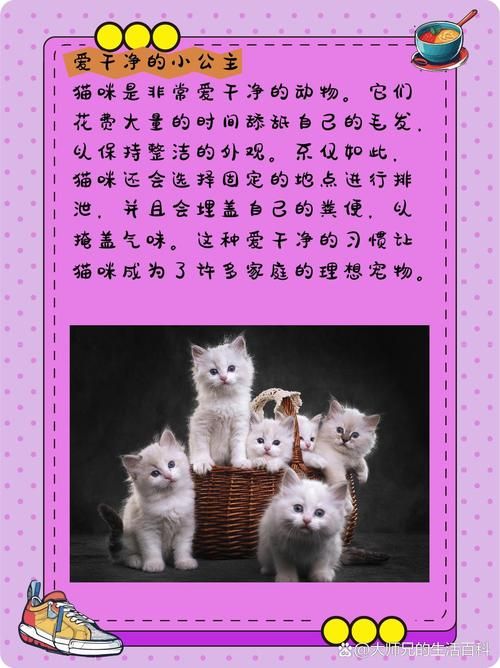 当你的猫咪最新变化怎么解决(专业兽医答疑攻略)