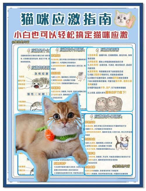 当你的猫咪最新变化怎么解决(专业兽医答疑攻略)