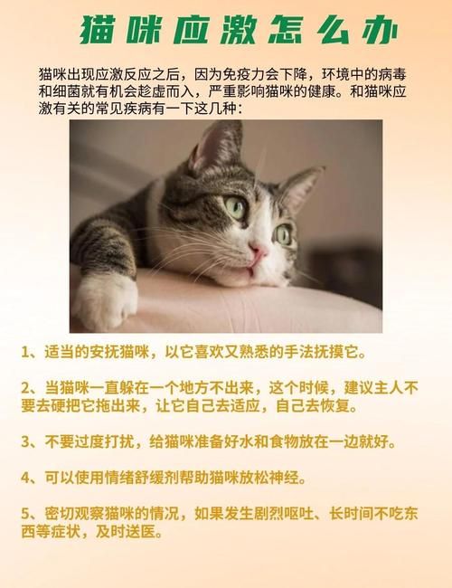 当你的猫咪最新变化怎么解决(专业兽医答疑攻略)