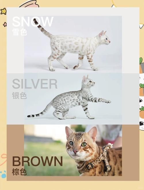 当你的猫咪最新版本是多少？(新功能揭秘一网打尽！)