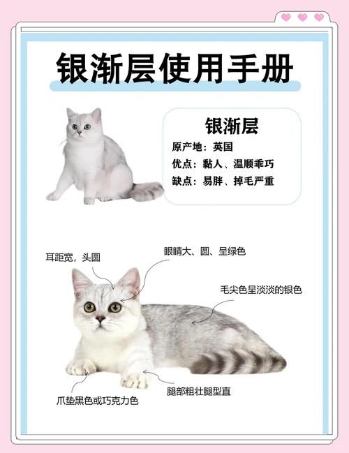 当你的猫咪最新版本有什么技巧？掌握这8招玩法更轻松！