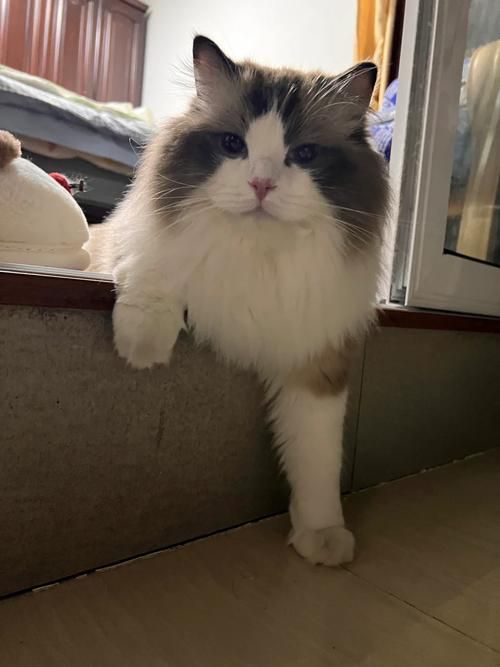 当你的猫咪杨过游戏怎么操作?老玩家经验分享指南! 当你的猫咪杨过游戏怎么操作?老玩家经验分享指南!