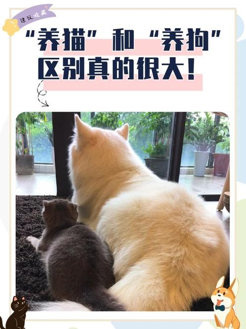 当你的猫咪汉化版下载免费平台？推荐这5个好地方！
