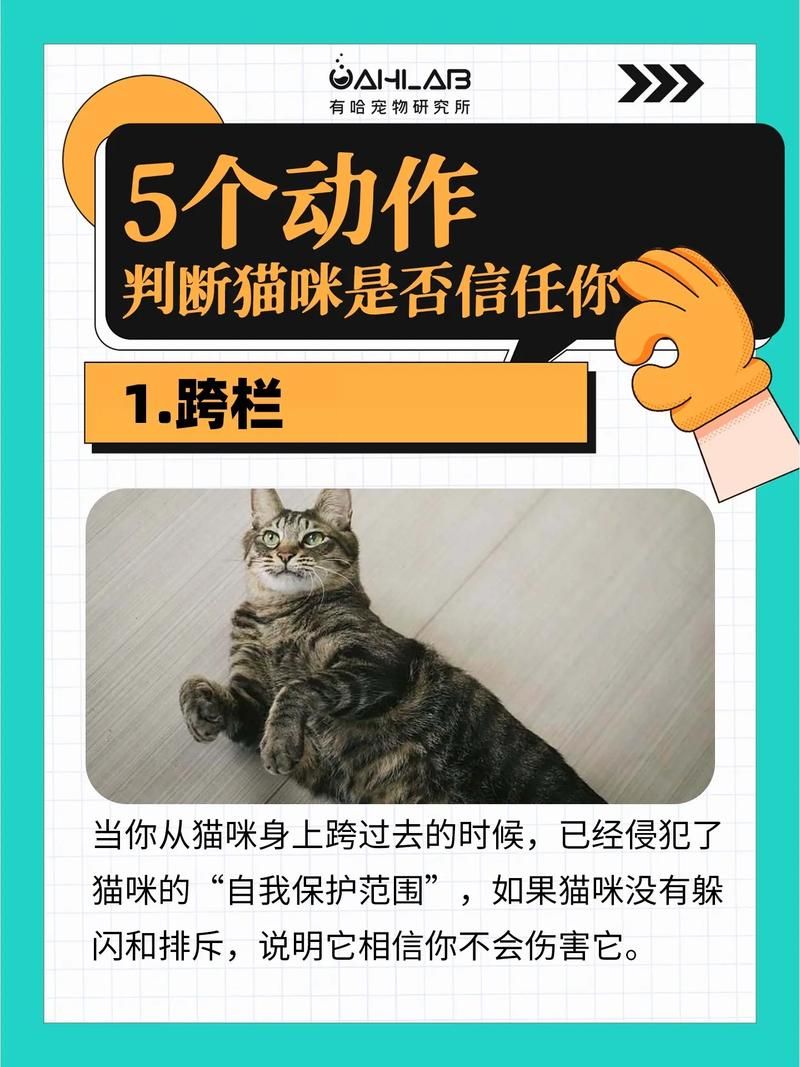当你的猫咪汉化版更新盘点!这次有5大新内容上线啦 当你的猫咪汉化版更新盘点!这次有5大新内容上线啦