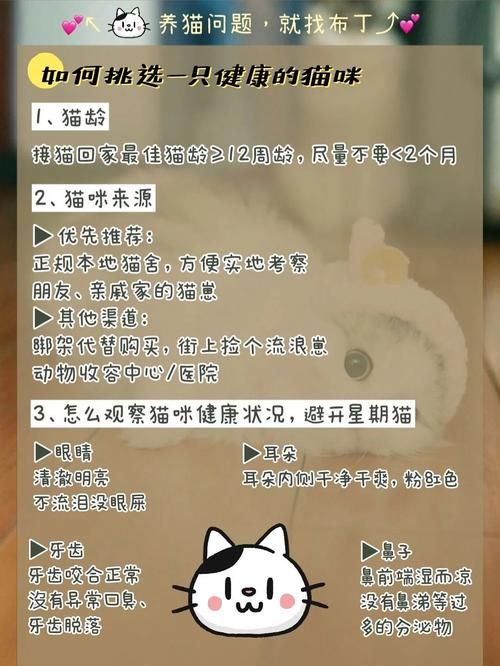 当你的猫咪结局分支怎么选?关键选项避坑指南 当你的猫咪结局分支怎么选?关键选项避坑指南