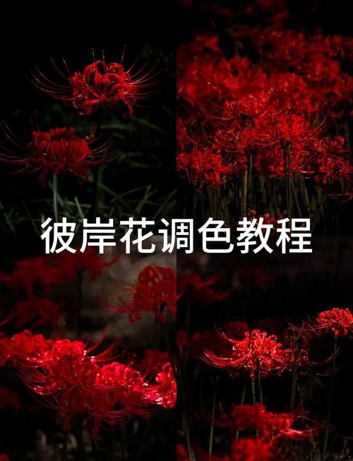 彼岸花如何下载?5步简单操作教程一学就会! 彼岸花如何下载?5步简单操作教程一学就会!