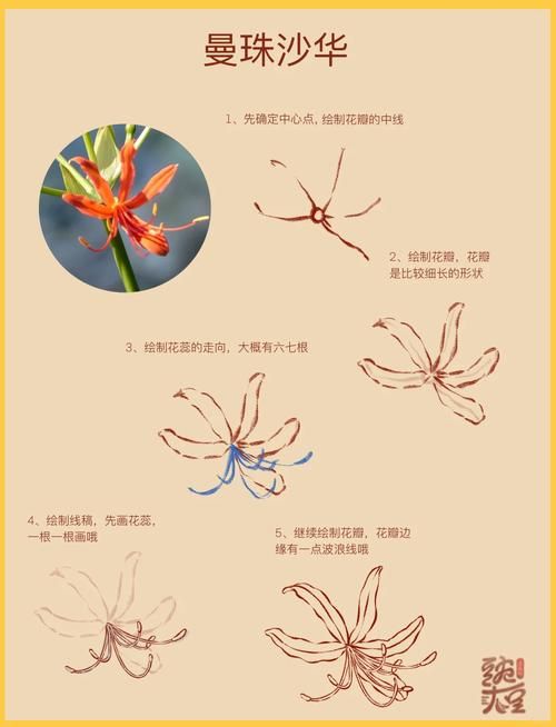 彼岸花如何下载?5步简单操作教程一学就会! 彼岸花如何下载?5步简单操作教程一学就会!