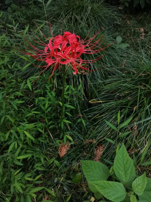 彼岸花如何下载?5步简单操作教程一学就会! 彼岸花如何下载?5步简单操作教程一学就会!