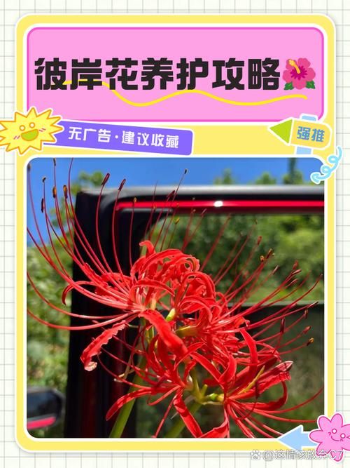 彼岸花安卓版怎么设置?新手必看操作指南大全 彼岸花安卓版怎么设置?新手必看操作指南大全