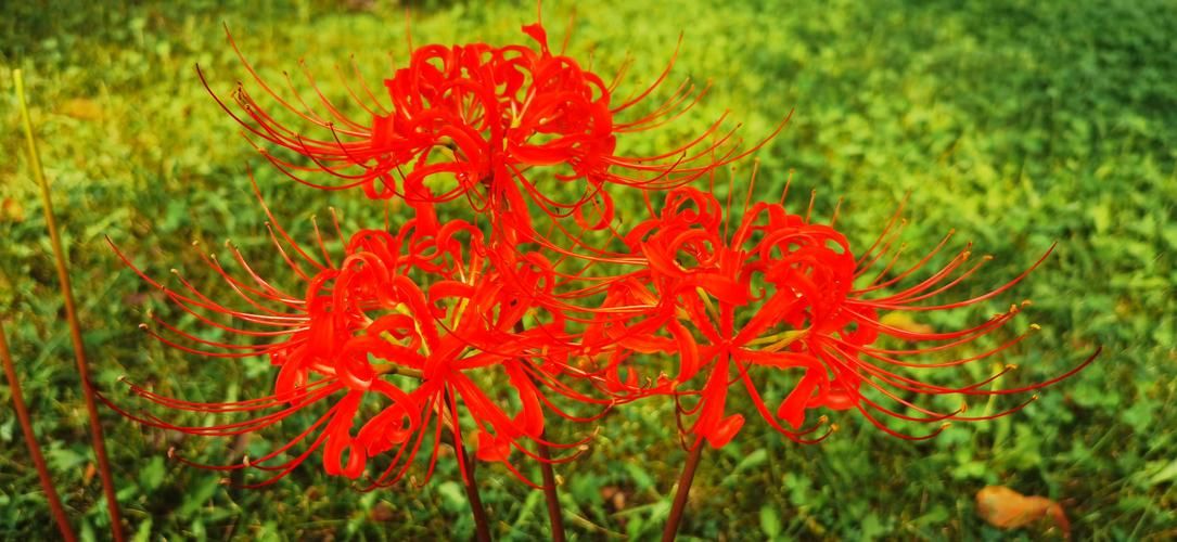 彼岸花官方正式版下载最新版有何新功能(揭秘更新亮点独家内容) 彼岸花官方正式版下载最新版有何新功能(揭秘更新亮点独家内容)