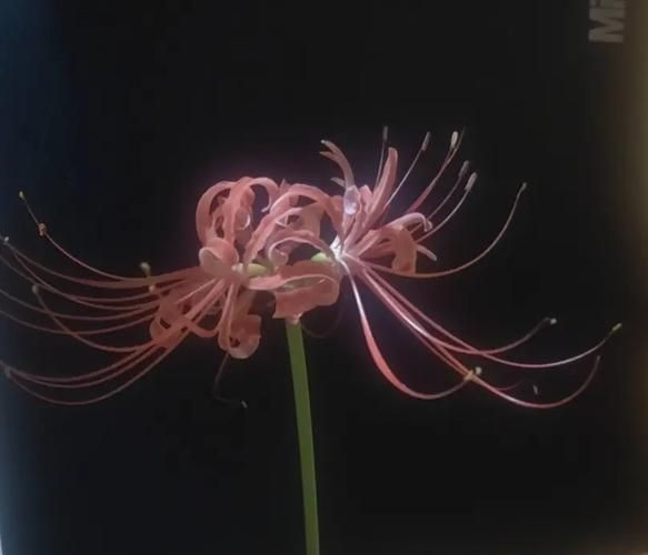 彼岸花官方正式版下载最新版有何新功能(揭秘更新亮点独家内容) 彼岸花官方正式版下载最新版有何新功能(揭秘更新亮点独家内容)