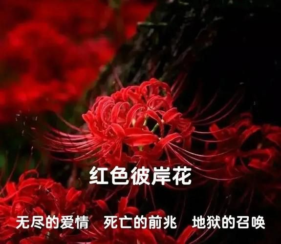 彼岸花官方正式版下载最新版有何新功能(揭秘更新亮点独家内容) 彼岸花官方正式版下载最新版有何新功能(揭秘更新亮点独家内容)