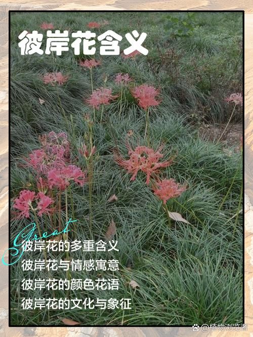 彼岸花官方网站有什么特色?这5个亮点让你玩转新世界! 彼岸花官方网站有什么特色?这5个亮点让你玩转新世界!