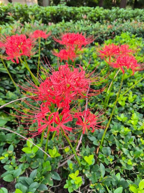 彼岸花官方网站有什么特色?这5个亮点让你玩转新世界! 彼岸花官方网站有什么特色?这5个亮点让你玩转新世界!