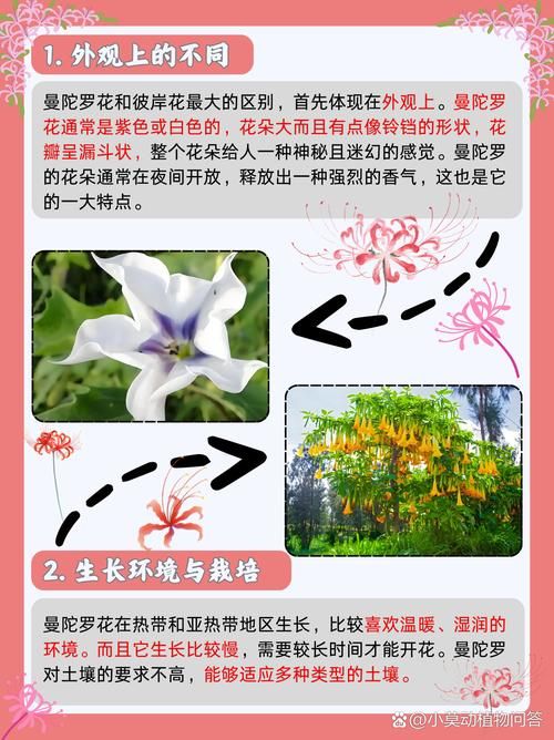 彼岸花官网买花靠谱吗?行家教你辨别真伪技巧! 彼岸花官网买花靠谱吗?行家教你辨别真伪技巧!