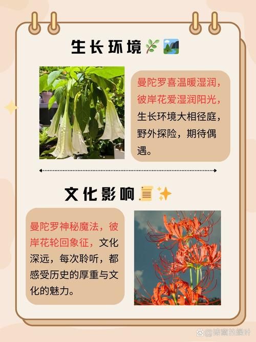 彼岸花官网买花靠谱吗?行家教你辨别真伪技巧! 彼岸花官网买花靠谱吗?行家教你辨别真伪技巧!