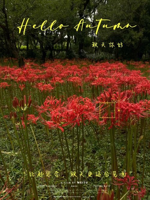 彼岸花更新地址在哪里找?最新获取方法看这里 彼岸花更新地址在哪里找?最新获取方法看这里