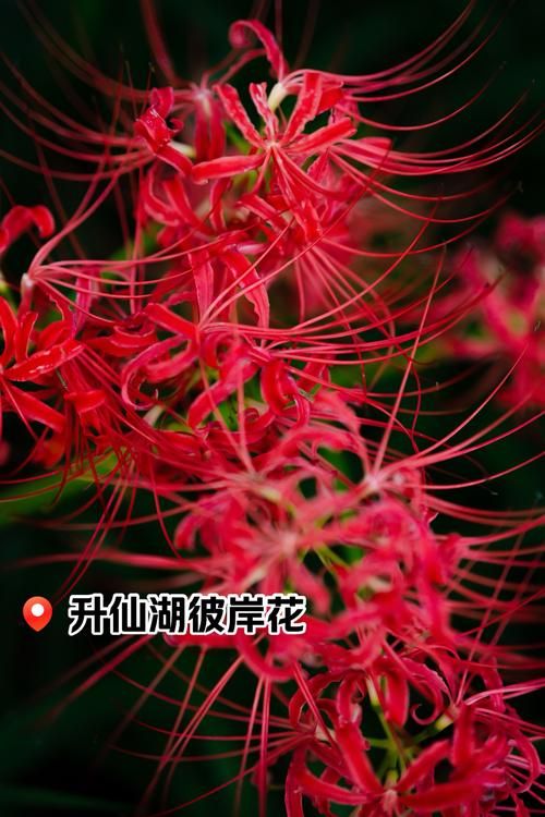 彼岸花更新地址在哪里找?最新获取方法看这里 彼岸花更新地址在哪里找?最新获取方法看这里