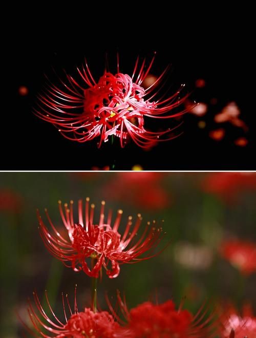 彼岸花更新地址在哪里找?最新获取方法看这里 彼岸花更新地址在哪里找?最新获取方法看这里