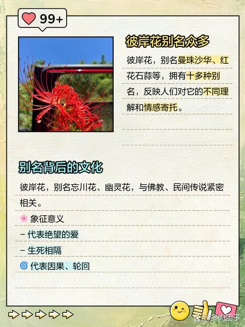 彼岸花更新地址在哪里找?最新获取方法看这里 彼岸花更新地址在哪里找?最新获取方法看这里