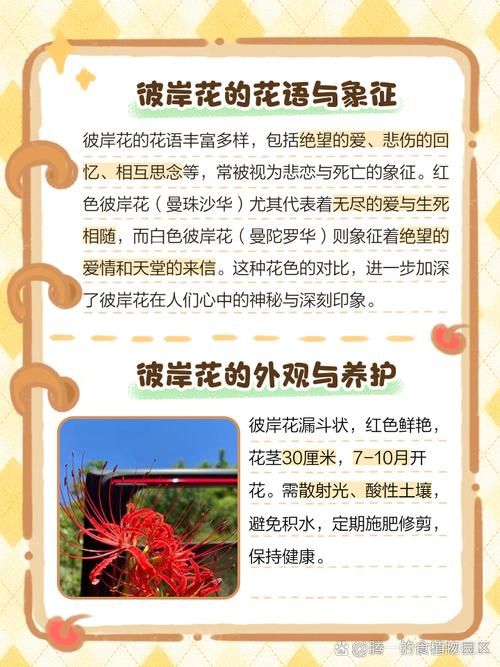 彼岸花最新哪里买靠谱？行内人推荐优质渠道汇总！