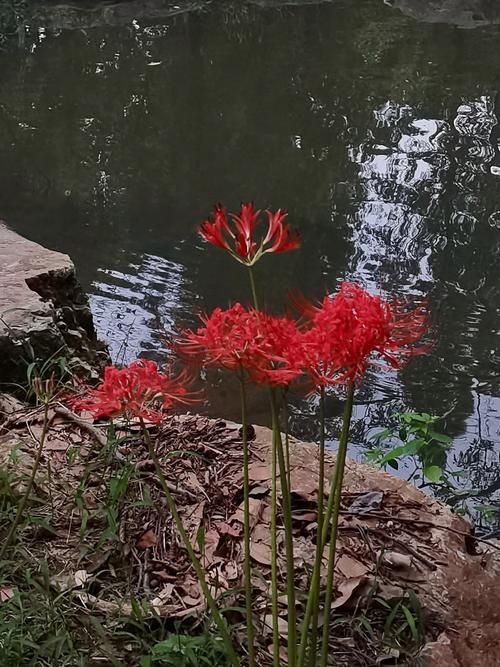 彼岸花最新哪里买靠谱?行内人推荐优质渠道汇总! 彼岸花最新哪里买靠谱?行内人推荐优质渠道汇总!