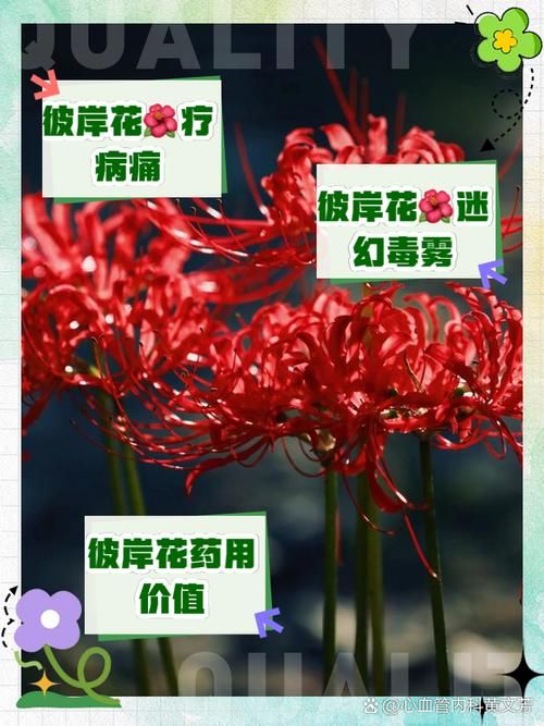 彼岸花最新版本是多少?三招教你轻松获取详情! 彼岸花最新版本是多少?三招教你轻松获取详情!