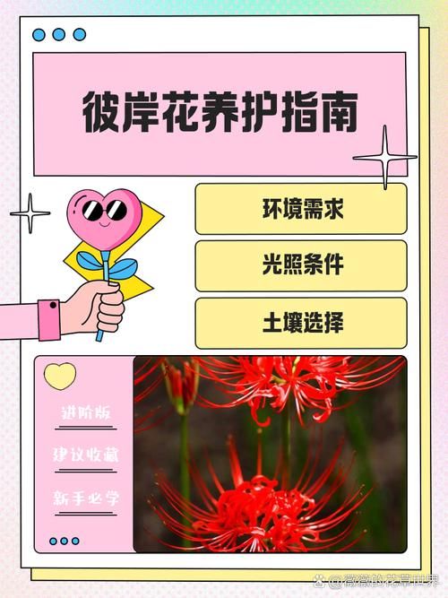 彼岸花最新版本是多少?三招教你轻松获取详情! 彼岸花最新版本是多少?三招教你轻松获取详情!