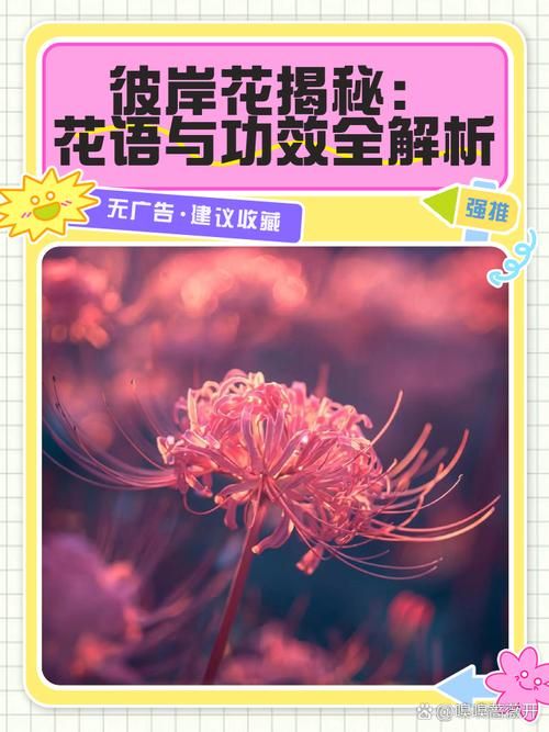 彼岸花汉化版最新更新内容有哪些？新增功能一览速查！