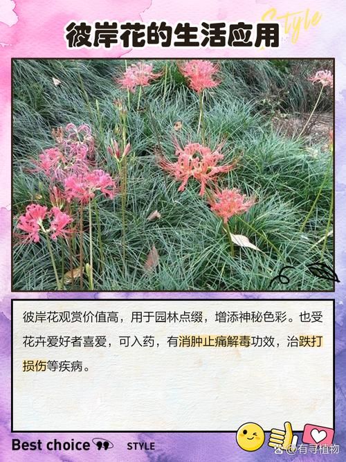 彼岸花版本大全有什么新内容？(2024最新更新介绍！)