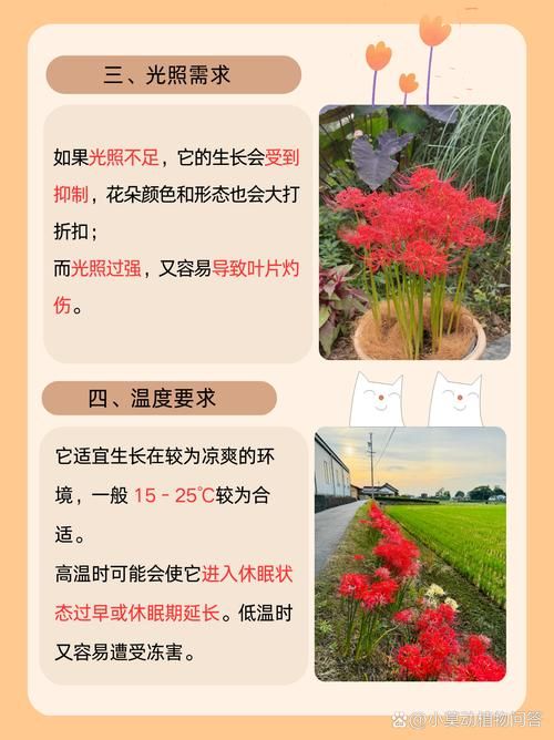 彼岸花版本大全有什么新内容？(2024最新更新介绍！)