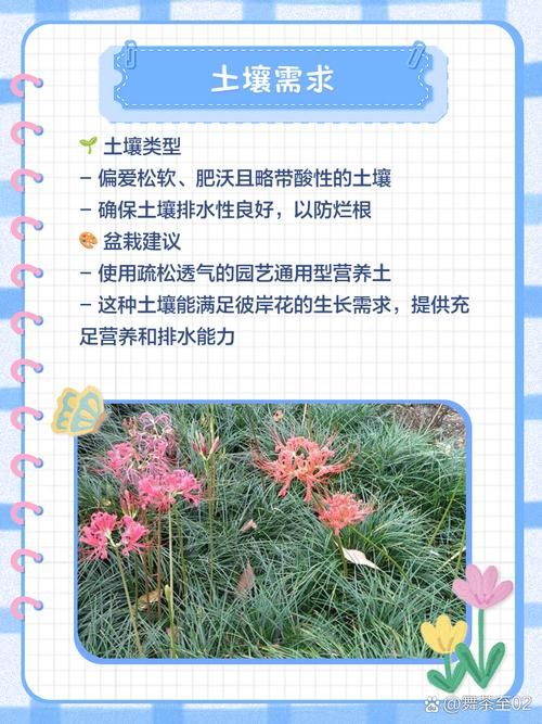 彼岸花版本大全有什么新内容？(2024最新更新介绍！)