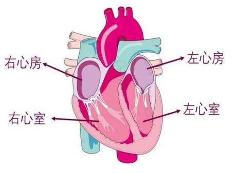 心脏问题游戏下载步骤全解？新手跟着操作一看就懂！