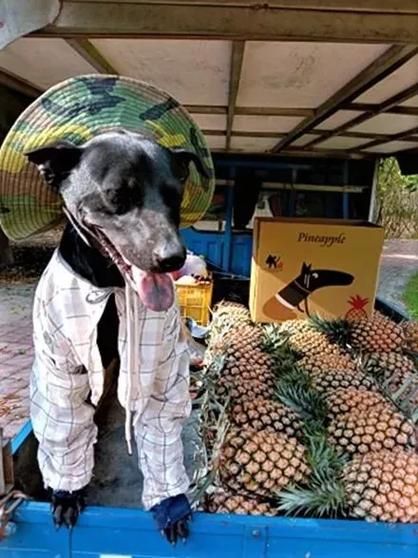 我的播种农场汉化版怎么下载(完整图文教程新手一看就会)