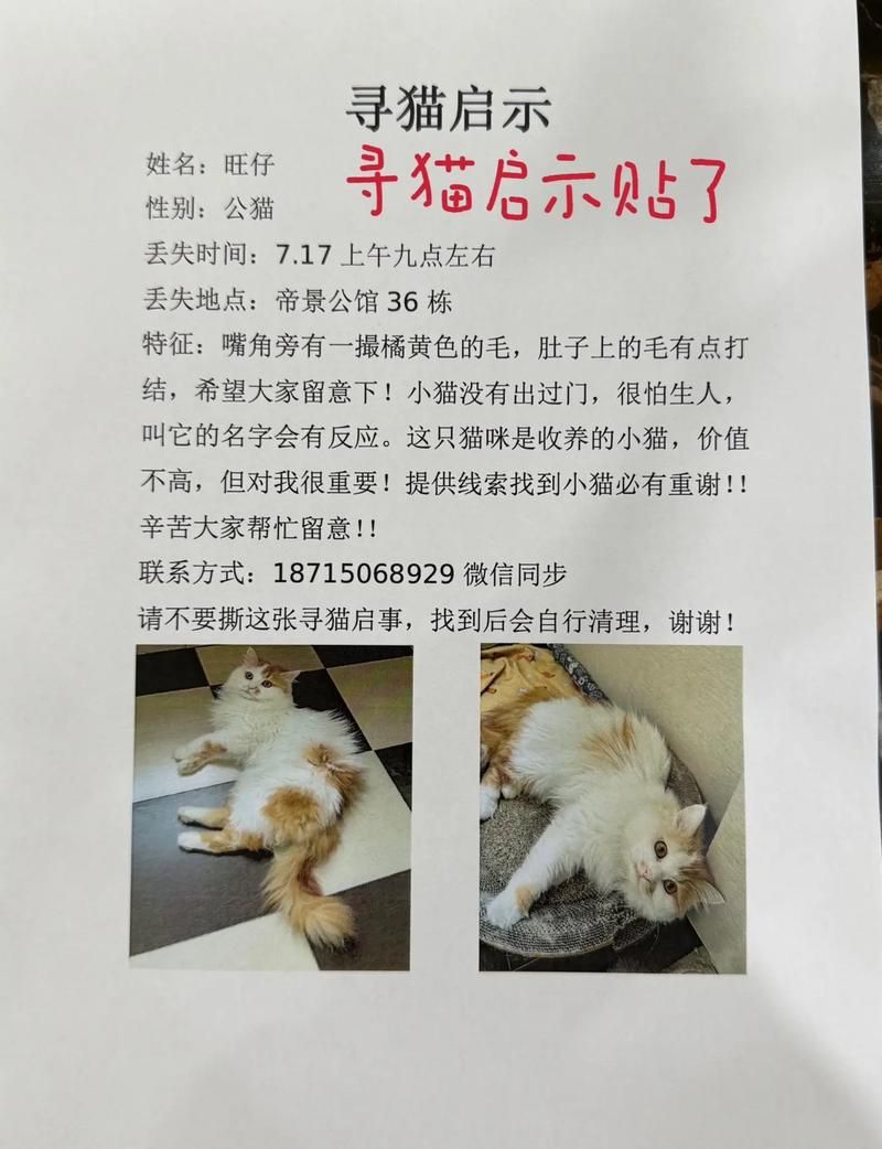 捡到千年猫下载地址最新版？一键获取超简单方法！