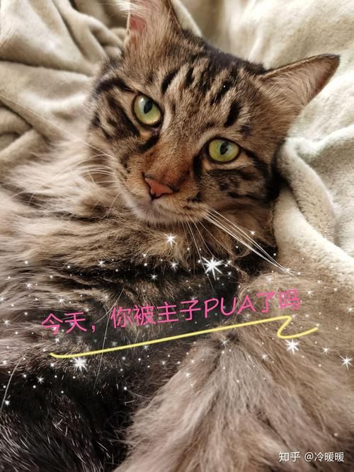 捡到千年猫安卓值得玩吗？（深度测评优缺点一次看完！）