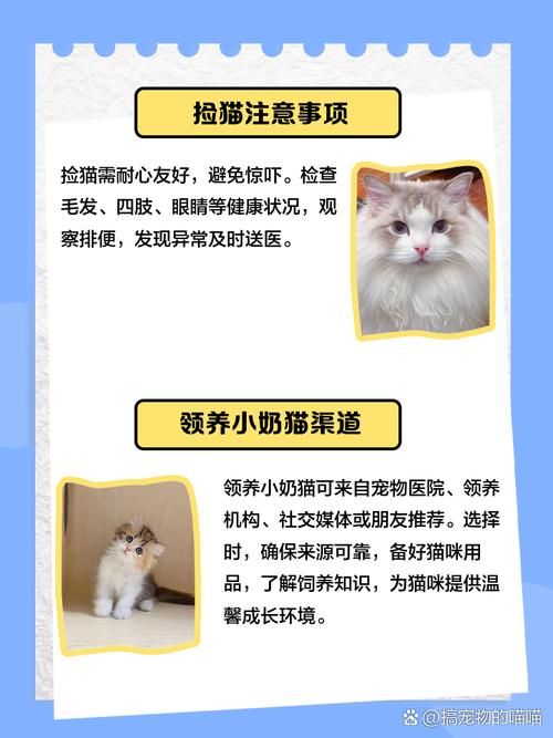 捡到千年猫安卓值得玩吗？（深度测评优缺点一次看完！）