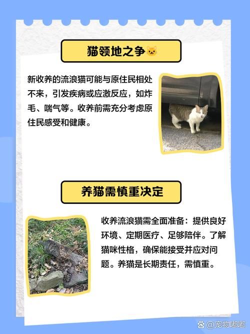 捡到千年猫官网登录不了？常见问题解决方法