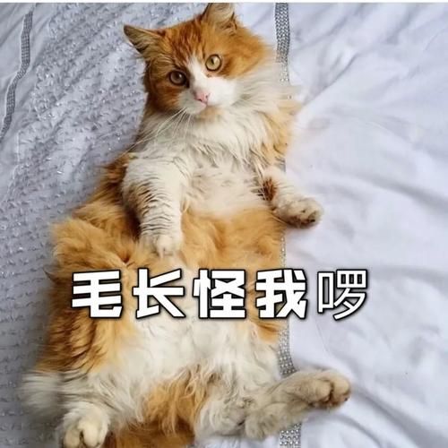 捡到千年猫官网登录不了？常见问题解决方法